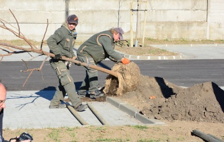 Több mint 50 fát ültetnek el az új Vízivárosi parkolóban
